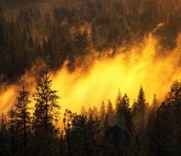 На Алтае зарегистрированы семь очагов возгорания. Площадь самого крупного — 4 тыс. гектаров