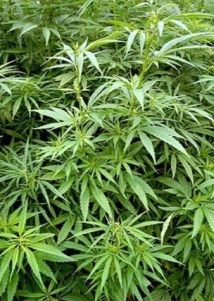 Поляки собираются легализовать марихуану 