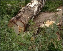 Два таджика вырубили березовую рощу рядом с Химками в Подмосковье 