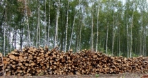 «Автодор» подозревают в незаконной вырубке Химкинского леса 