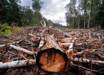 Химкинский лес продолжают вырубать