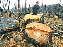 Защитники Химкинского леса вновь остановили вырубку деревьев