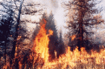 Лесной пожар в Свердловской области. Блокировано движение транспорта 