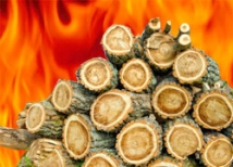 В Москве в парке «Сокольники» загорелись спиленные деревья 