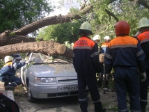 Московский ураган повалил около 100 деревьев 
