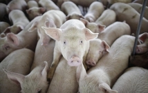 Из-за угрозы африканской чумы из Москвы вывозят свиней 