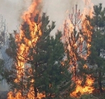 Лесные пожары полыхают на северо-западе Подмосковья