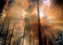 В Сибири горят полторы тысячи гектаров леса 