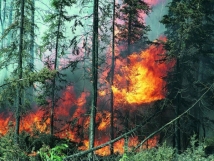 В Ростовской области бушует пожар на площади 40 гектаров леса<br />