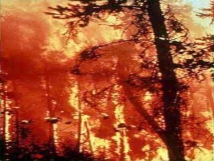 На треть увеличилась площадь пожаров в России за сутки: горит более 5 тысяч гектаров 