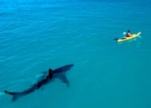 На 25-летнего мужчину в Приморье напала редкая в этих водах белая акула 