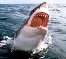 МЧС советует бить акулу в глаз  