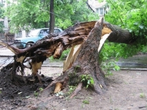 Ураган повалил 30 деревьев в Петербурге