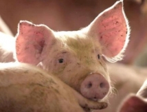 Африканская чума сгубила 70 свиней в Краснодарском крае