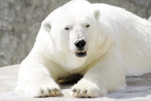 Белый медведь загрыз полярника 