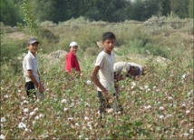 В Узбекистане власти мобилизовали граждан на уборку хлопка 