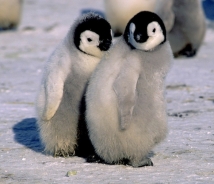 Столичные чиновники оставили пингвинов без нового пингвинария 