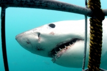 Охота на акулу, убившую дайвера, началась в Австралии