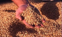 В 2012 году мировые цены на зерно будут высокими