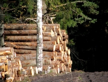 2 тыс. га леса вырубят для строительства ЦКАД в Подмосковье 