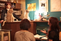 В Москве откроются антистрессовые кошачьи кафе 