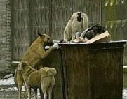 Размещен «олимпийский» госзаказ на «отлов и утилизацию» бродячих собак и кошек в Сочи 