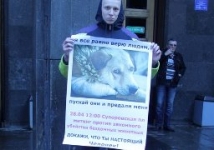 Москвичи протестуют против закона, разрешающего убивать бездомных кошек и собак 