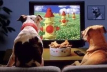 В США начинает вещание круглосуточный телеканал для собак