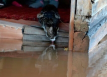 Из-за ливневых дождей в Амурской области подтоплено 600 домов в 17 поселках 