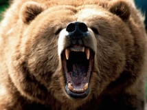 В Хабаровском крае медведица напала на жителей поселка 