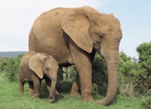 Слоны вымирают, как мамонты
