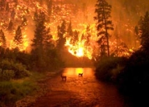 Лесных пожаров в Сибири стало больше  