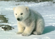 Белый медвежонок-сирота будет проходить реабилитацию в  якутском зоопарке 
