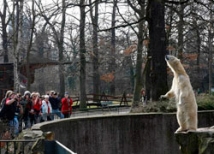 Белый медведь в хабаровском зоопарке откусил пальцы посетительнице  
