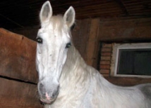 В Тюменской области арестована лошадь 