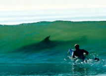 В Приморье из-за акул отменили соревнования по серфингу  