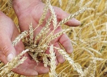 Зерно раздора из Казахстана