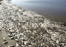 В ожидании саммита АТЭС тихоокеанская рыба выбрасывается на берег